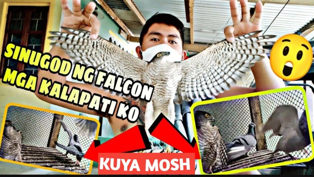 PAG SUGOD NG  FALCON SA MGA ALAGA KONG KALAPATI SA KULUNGAN  GRABENG TAKOT NILA😲😲 KUYA MOSH VLOGS