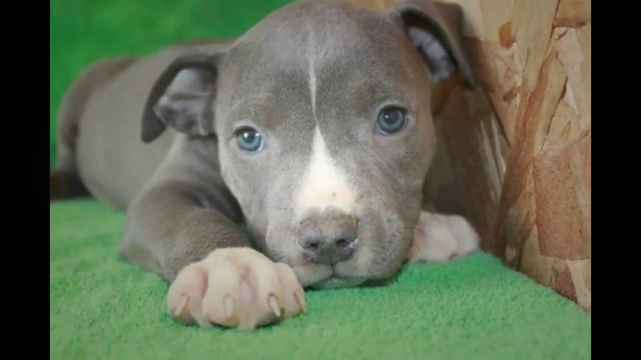Desafios - Perrito gris del pitbull con los ojos azules. ¡adorable