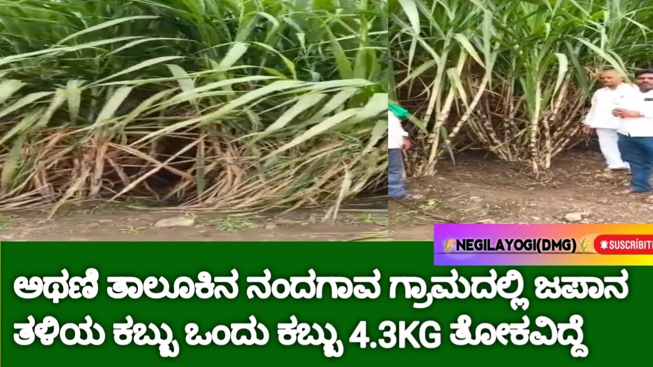 ಅಥಣಿ ತಾಲೂಕಿನ ನಂದಗಾವ ಗ್ರಾಮದಲ್ಲಿ ಜಪಾನ ತಳಿಯ ಕಬ್ಬು ಒಂದು ಕಬ್ಬು 4.3KG ತೋಕವಿದ್ದೆ 