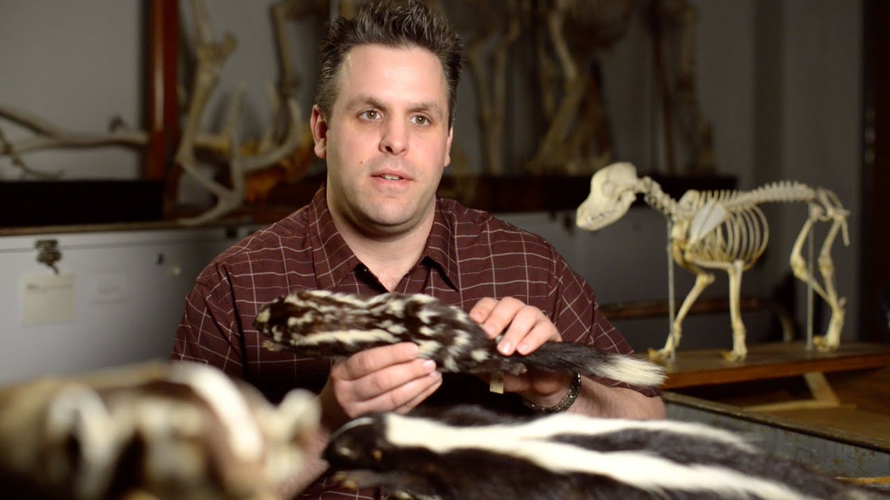 Social or Stinky? How Animal Defenses Evolve