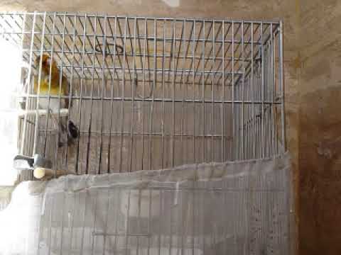 سهره قناری جوجه بهار 99