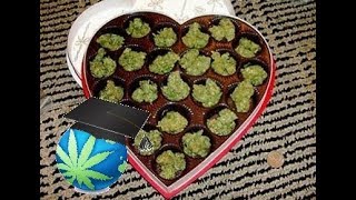 Chocolate Flavor Cannabis & How It Can Be Grown