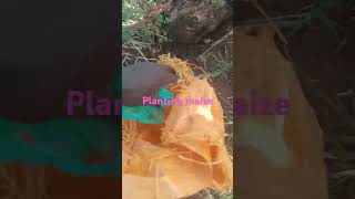 Planting Maize With Mum