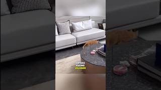 Download Lagu When the orange cat was told to catch mice MP3