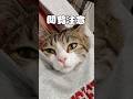 【保護猫】人間の服の中に入った猫の末路