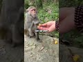 Monkey's Hilarious Reaction to Durian #shortsvideo #monkey