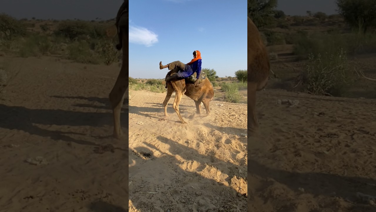 سقوطٌ لا يُهزم فيه الصبر… الناقة تقاوم والإنسان يواجه الحقيقة