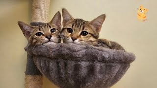 Cute Bengal Babies Compilation by Bengal Cats 286 views 2 months ago 2 minutes, 1 second