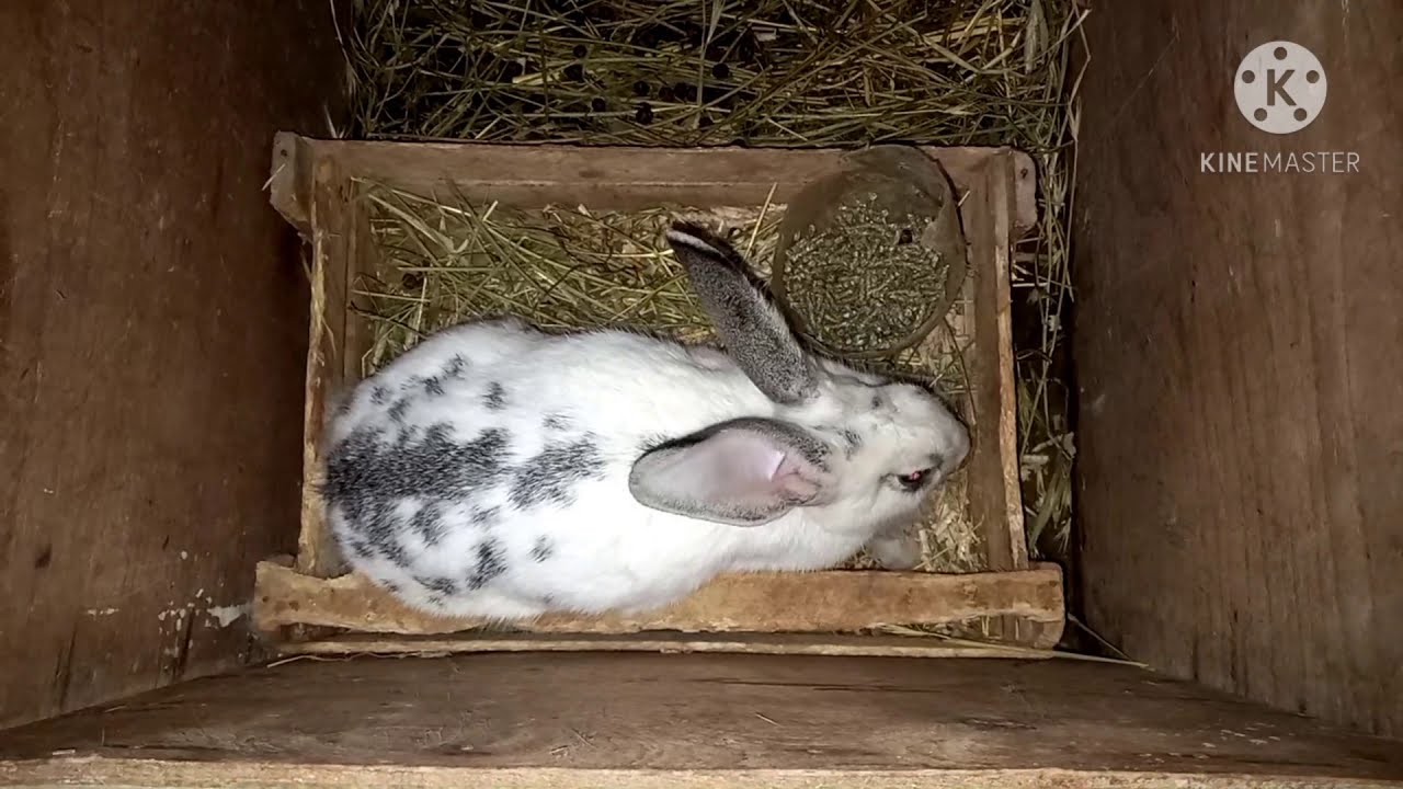 Декабр ойи якунлари. Қуёнларим катта булишяпти