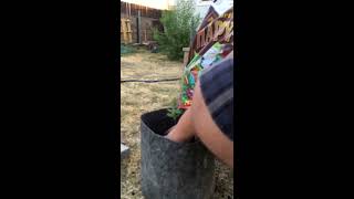 Nirvana Seeds Papaya || Transplant into 5 gallon smart pot