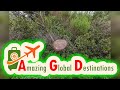 AGD - Review Fray Jorge National Park Tour – Valdivian Forest Experience
