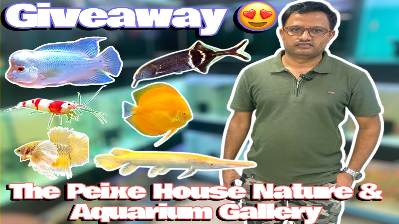 Giveaway Announcement || Rare Exotic Fish Verity || At The Peixe House Nature & Aquarium Gallery || 
