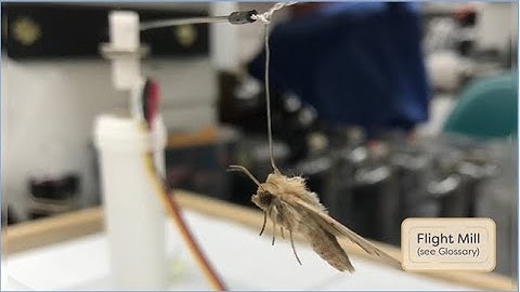 Module04.08 Studying Insect Flight | science | mechanism | slow motion | entomology | lectures