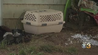 Authorities Investigating Disturbing Case Of Animal Cruelty In Chester County
