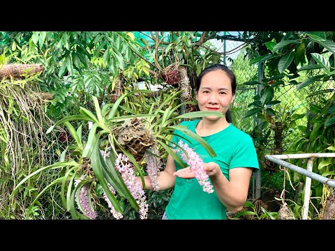 30/3/2026 EM NGỌC LAI CHÂU BÁN LAN RỪNG 0975 999 767  || PHONG LAN RỪNG