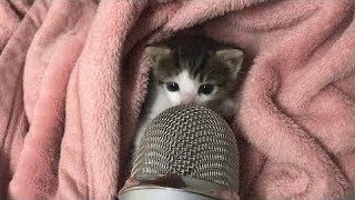 Kitty Make Asmr For Sleep