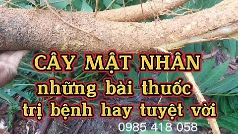 CÂY MẬT NHÂN- Dù bạn đang bệnh gì cũng đừng bỏ qua,hãy xem video và áp dụng ngay(0985 418 058).