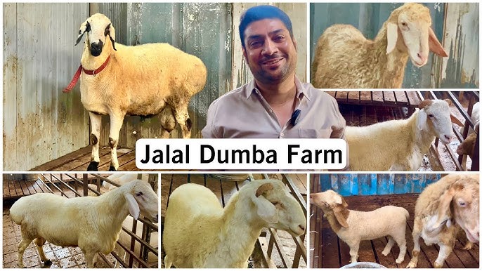 Biror kishi sizning ichingizga kirganda tuygu Jinsiy olatni kotarayotgan qiz video