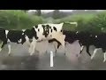 ¿Es una línea en el camino o un obstáculo? No lo conocen las cómicas vacas.丨CCTV Español