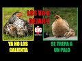 Como Saber si una Gallina Quiere Dejar a sus Pollitos Y Qué Hacer