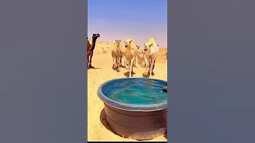 الإبل ترد الماء وراعيها يهيجن قناة البادية الرسمية 