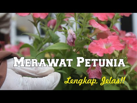 Video: Perawatan Ampel Petunia