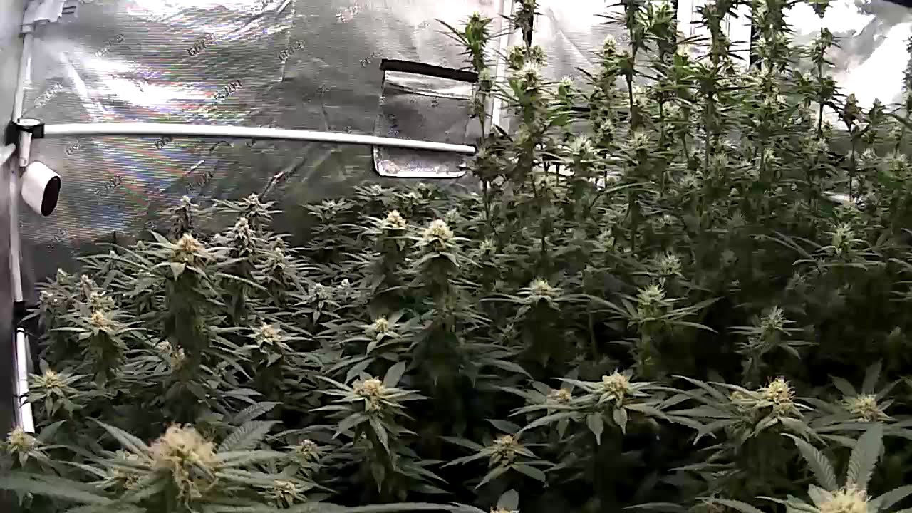 2/10/21 Daily Update DAY 35 OF FLOWER Indoor Cannabis Grow