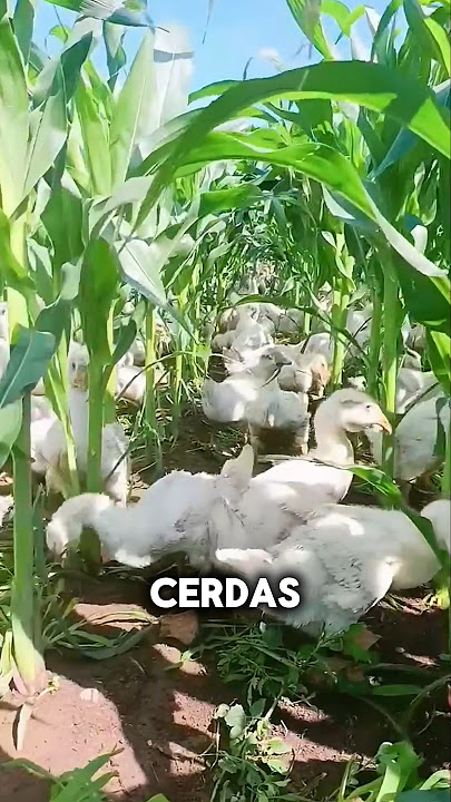 The Intelligence of Corn Farmers is Beyond Our Expectations 😱 #shorts