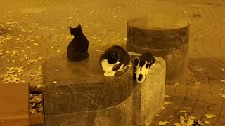 Funny cats play in the autumn evening. by StreetWorld Cats 261 views 3 years ago 4 minutes, 13 seconds