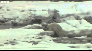 BBC News Massachusetts man and dogs rescued from icy marsh