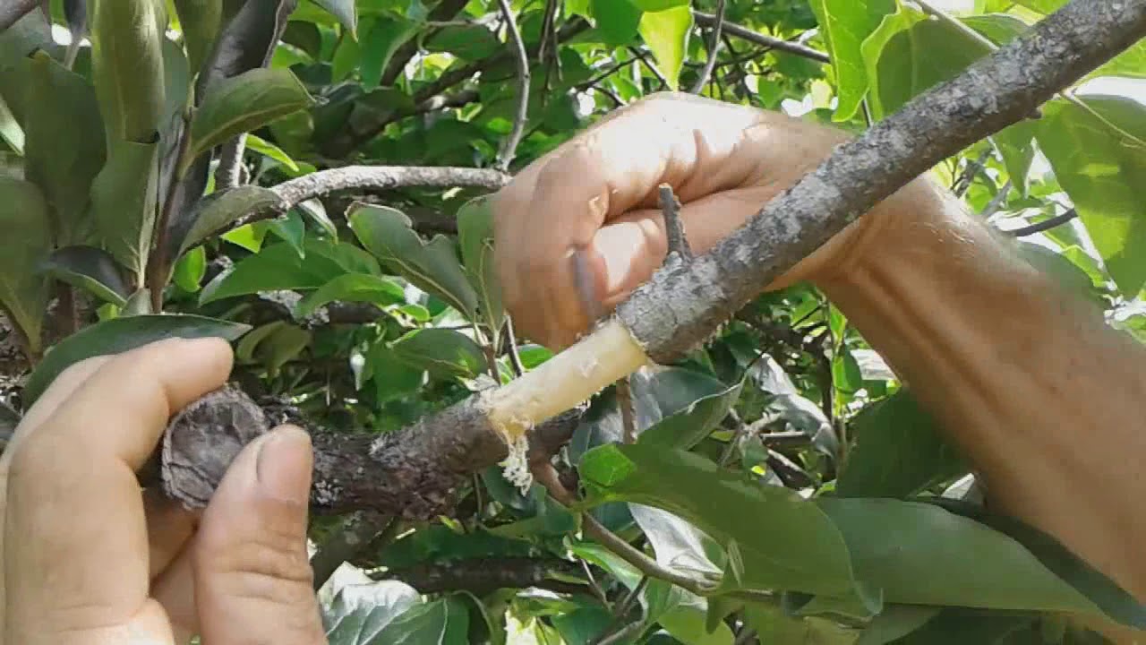 ALPORQUIA DE CAQUÍ COM GARRAFA PET   COMO FAZER