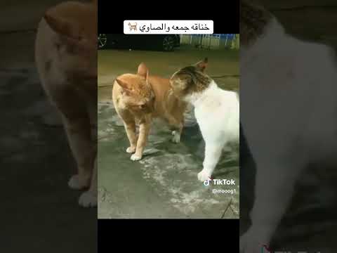 خناقه الصاوي وجمعه 