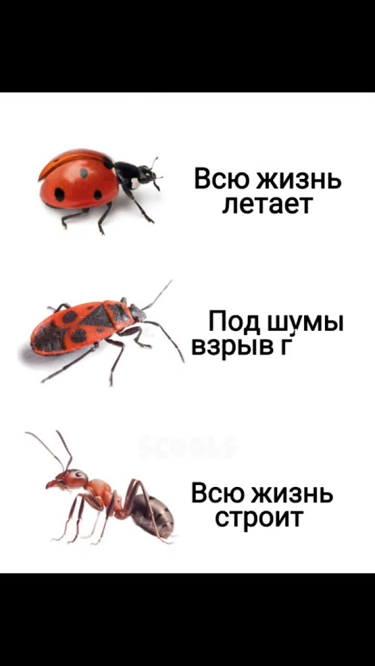 жуки пожарники 🐞 - YouTube