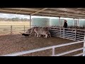 Jerilderie Dog Auction 2021 - Lot 3 FRANK