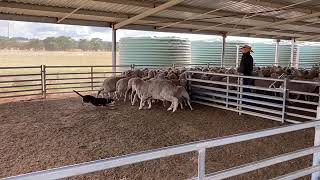 Jerilderie Dog Auction 2021 - Lot 3 FRANK