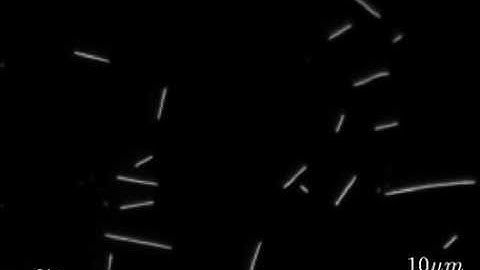 In Vitro Microtubule Gliding Assay