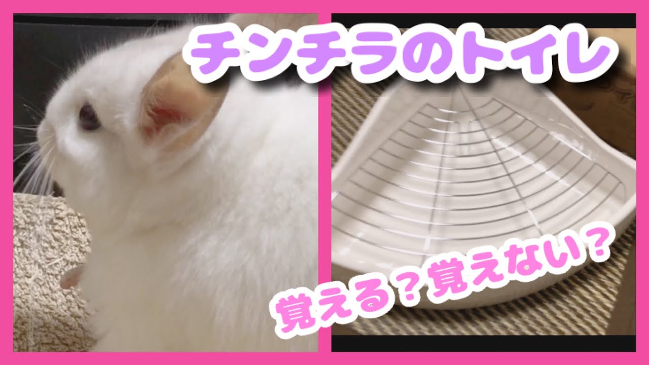 トイレ チンチラはトイレを覚えられる Youtube