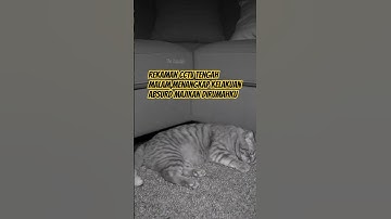 Rekaman Cctv tengah malam,menangkap kelakuan absurd majikan dirumahku #CCTVKucing #fypシ #LucuAbsurd