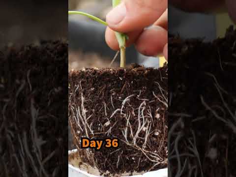 Video: Growing Broccoli Rabe: Pagtatanim ng Broccoli Rabe Sa Hardin