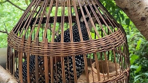 Tiếng đa đa mồi gáy căng kích bổi cực nhanh gáy