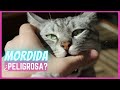 ¡Eso es lo que pasa cuando un gato te muerde! (¿Más peligroso de lo esperado?)