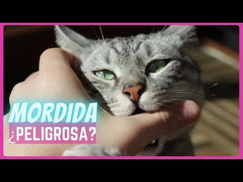 Video: Mordeduras De Amor De Gato: ¿Qué Significan?