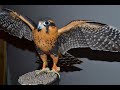 Falconry: Introduction to Aplomado falcons