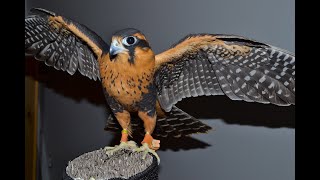 Falconry: Introduction to Aplomado falcons