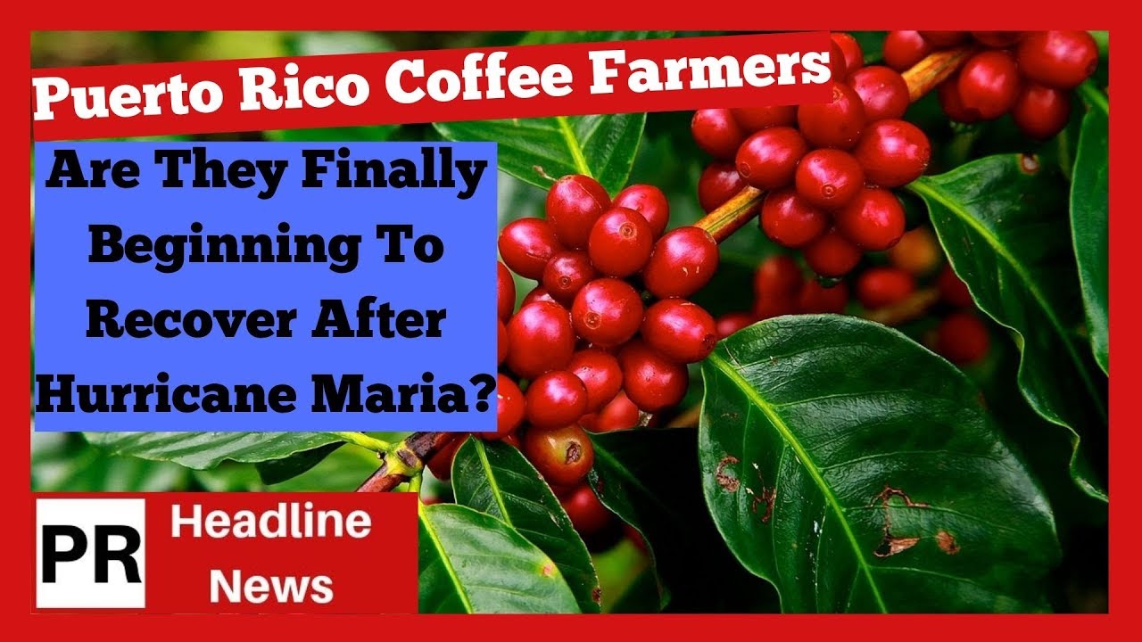 Puerto Rico Coffee Farmers Continue To Struggle After Hurricane Maria