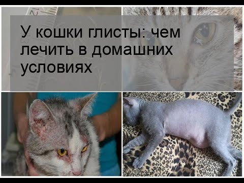 У кошки глисты: чем лечить в домашних условиях