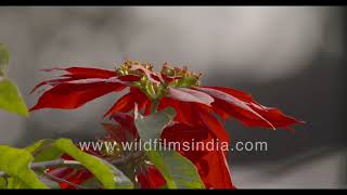 Mexican Poinsettia or Christmas flower blooms in February