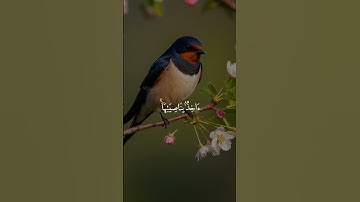 (إِنِّي تَوَكَّلْتُ عَلَى اللَّهِ رَبِّي وَرَبِّكُم ۚ ) سورة هود
