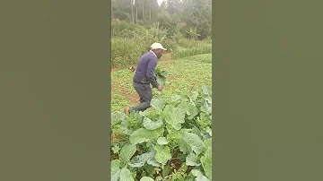 How Sukuma Wiki Farming Made Me A Millionaire 