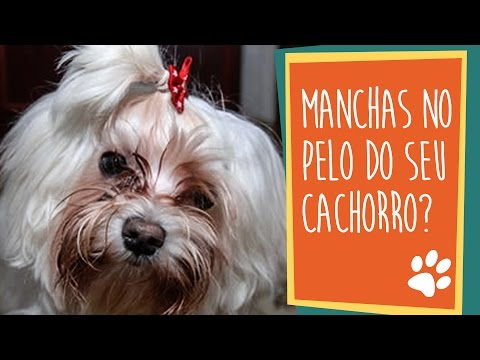 Vídeo: Cães com coloração preta em suas bocas